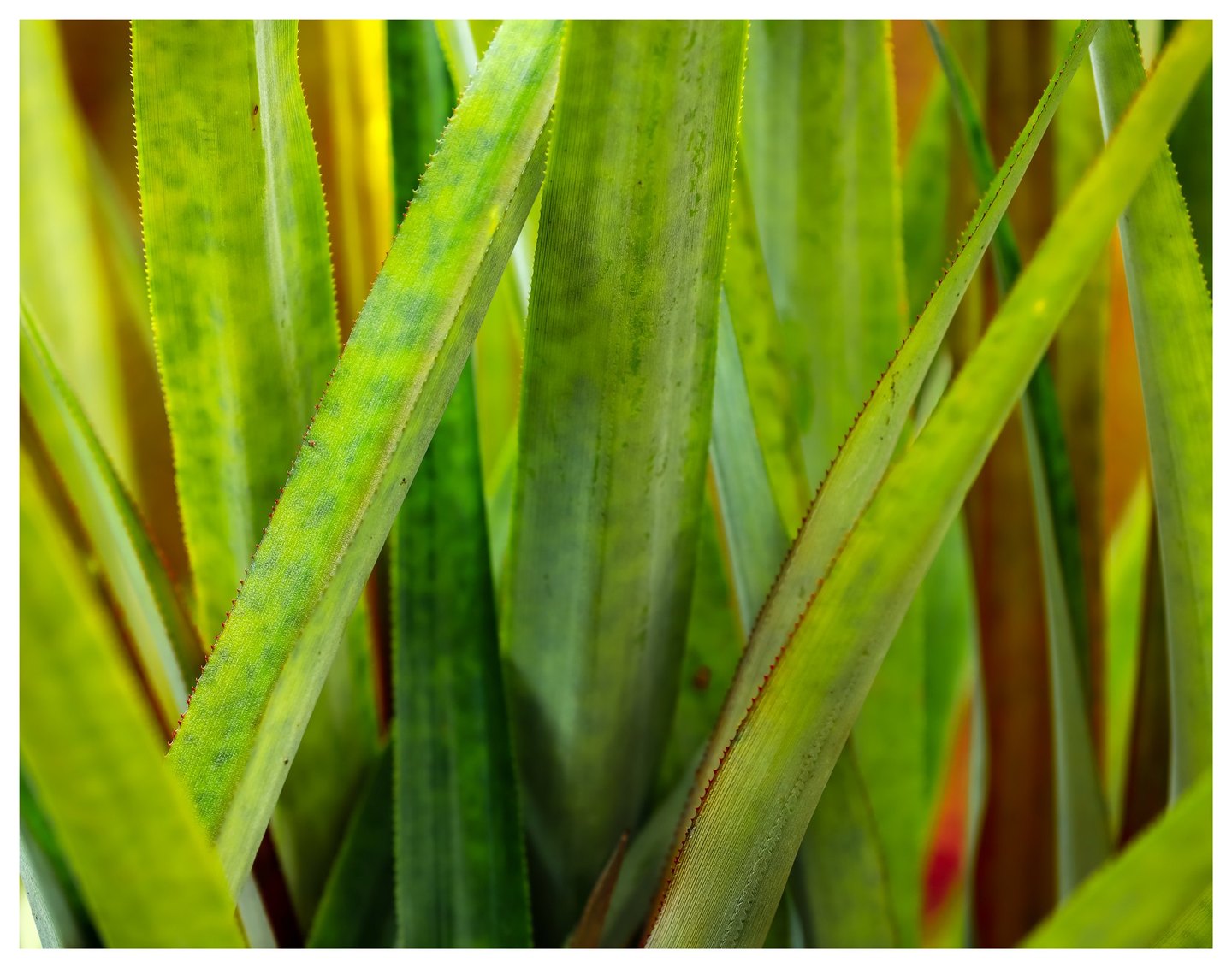 Long green leaves with finely serrated edges overlap vertically and diagonally, glowing yellow-green against deeper green and warm brown shadows.
