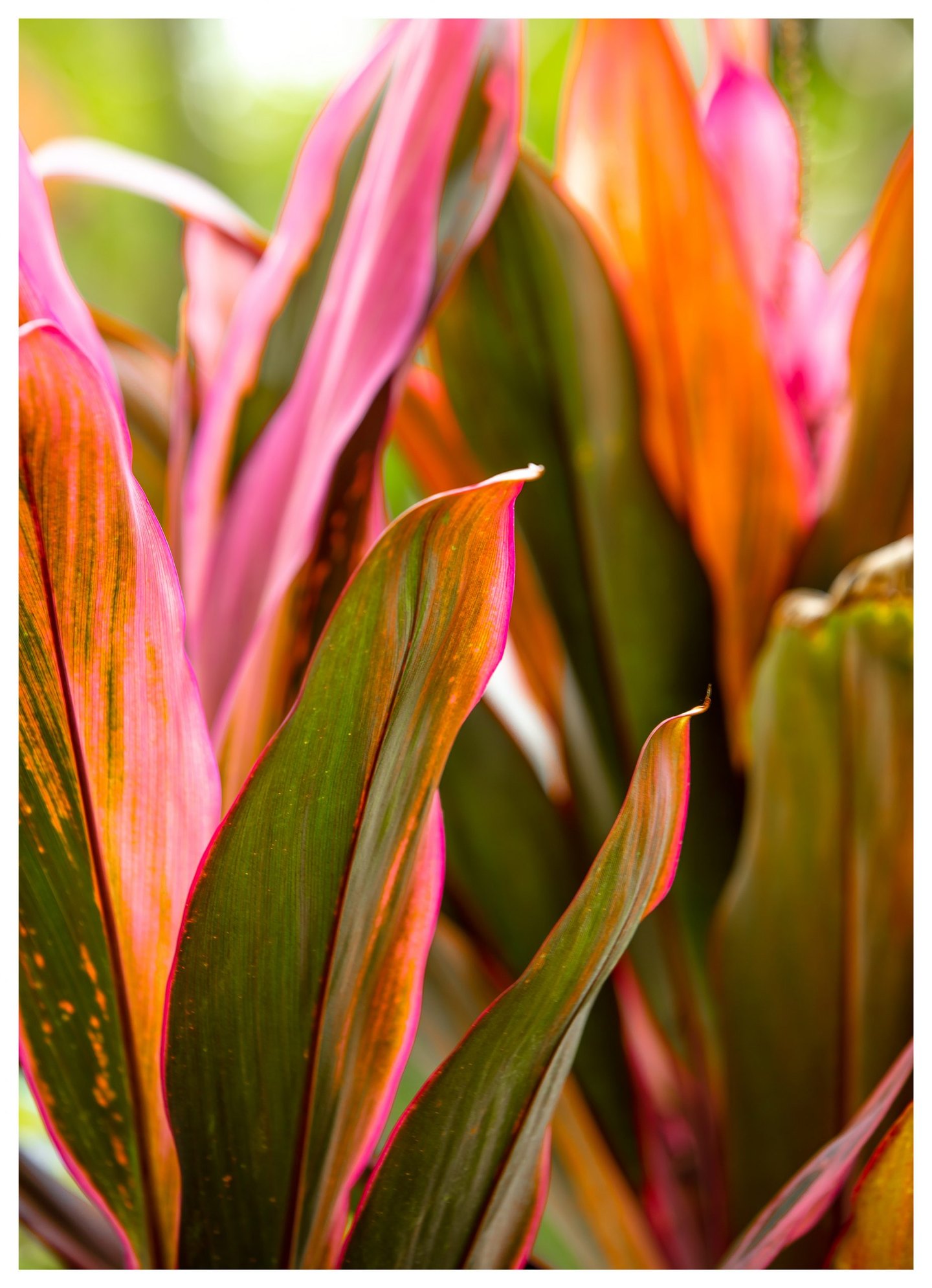 Close-up of long green leaves streaked with orange and edged in vivid pink against softly blurred foliage.