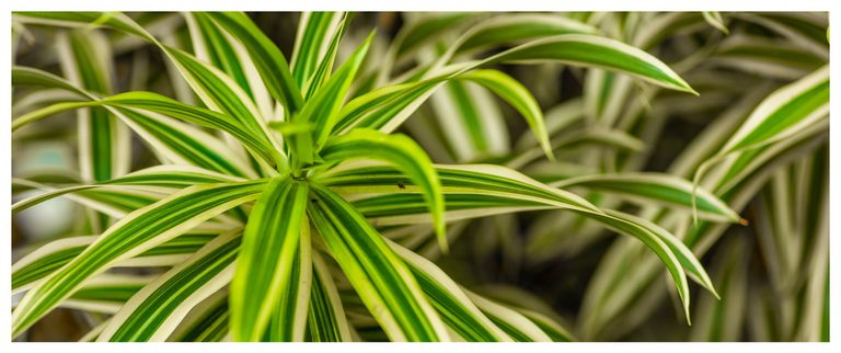 Long, pointed leaves striped in green and cream radiate from a central cluster against softly blurred foliage.