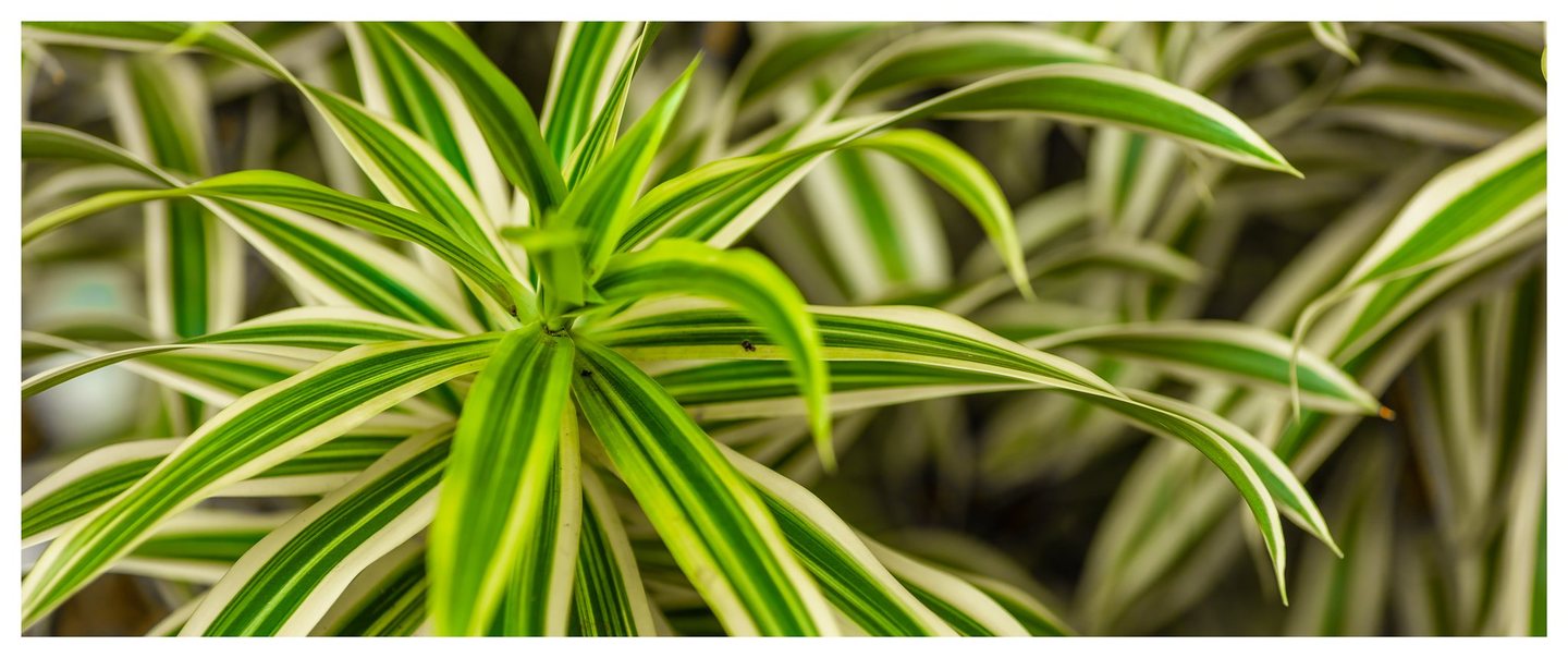 Long, pointed leaves striped in green and cream radiate from a central cluster against softly blurred foliage.