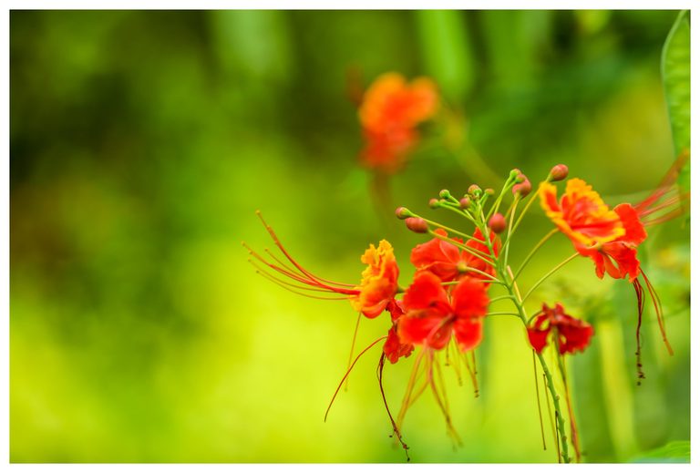 Orange-red flowers with yellow-edged petals, long red stamens, and rounded buds cluster on slender green stems against a softly blurred green background.