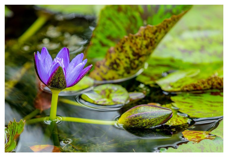 A purple water lily rises above reflective pond water beside a closed bud and green lily pads mottled with brown.