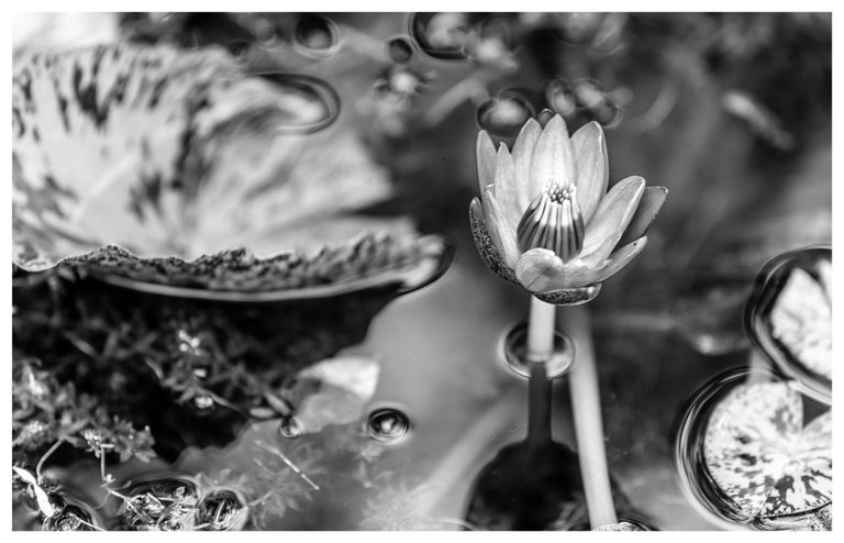 Black-and-white photograph of an open water lily rising above reflective pond water, with a broad lily pad on the left and cropped pads on the right.