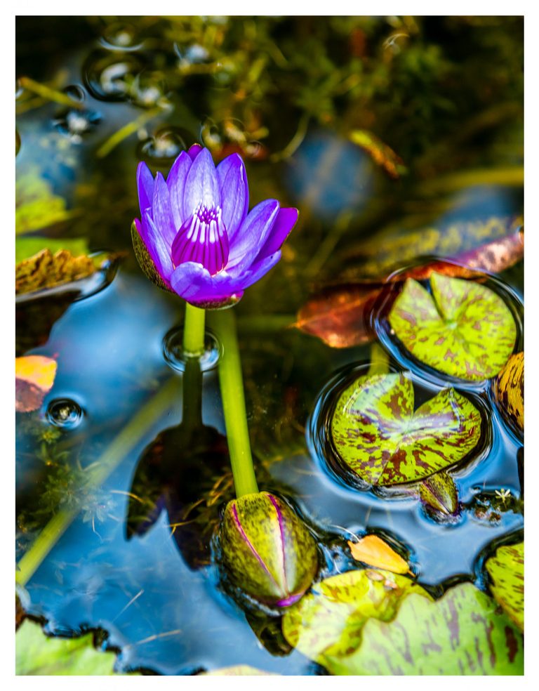 A vivid purple water lily rises above reflective blue pond water surrounded by green lily pads mottled with reddish brown.