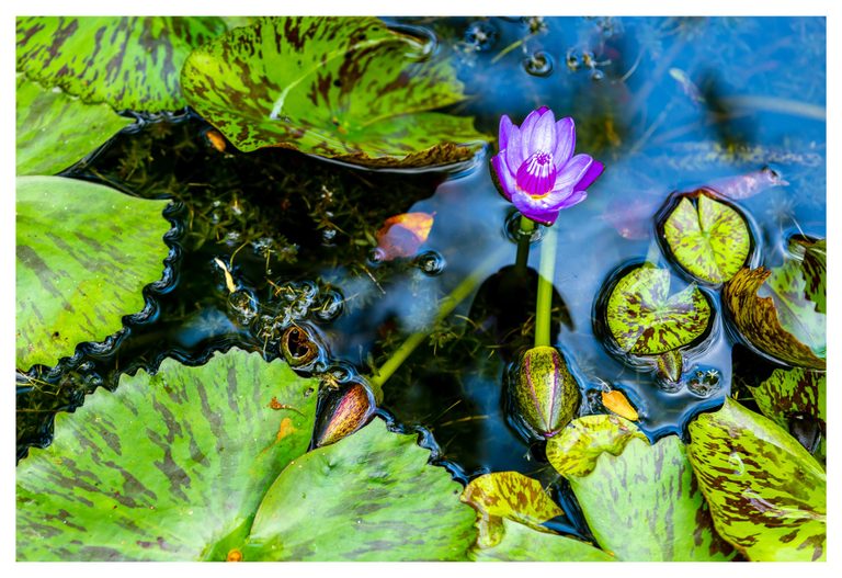 A purple water lily rises above blue-reflecting pond water surrounded by bright green lily pads mottled with reddish-brown markings.