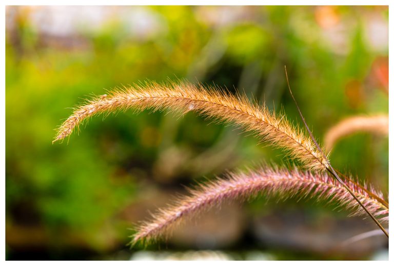 A golden grass seed head arches above a pinkish plume against a softly blurred green background.