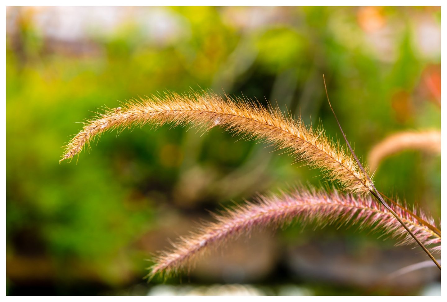 A golden grass seed head arches above a pinkish plume against a softly blurred green background.