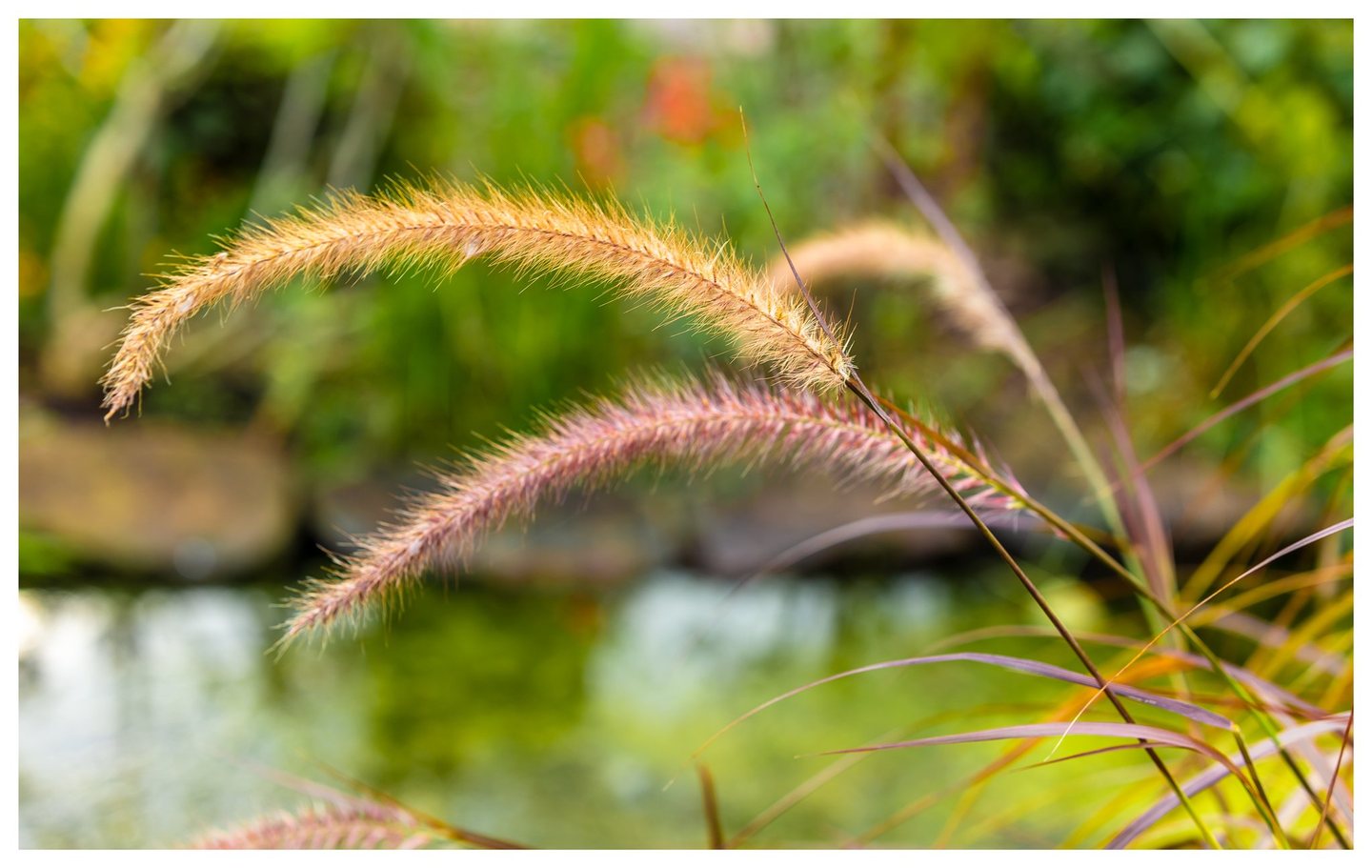 Golden and pink ornamental grass plumes arch across a softly blurred green background, with slender purple leaves at the lower right.