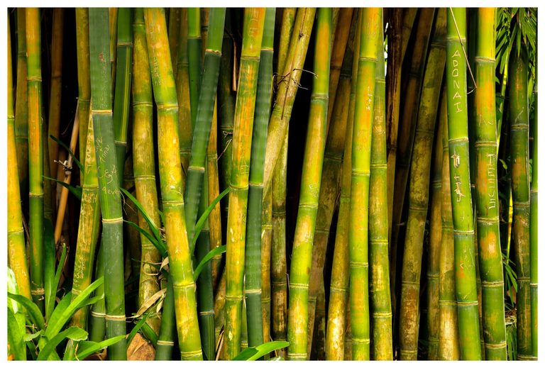 Closely packed green and golden bamboo stalks bear scratched names and initials, with narrow leaves crossing the foreground and deep shadows between the stems.
