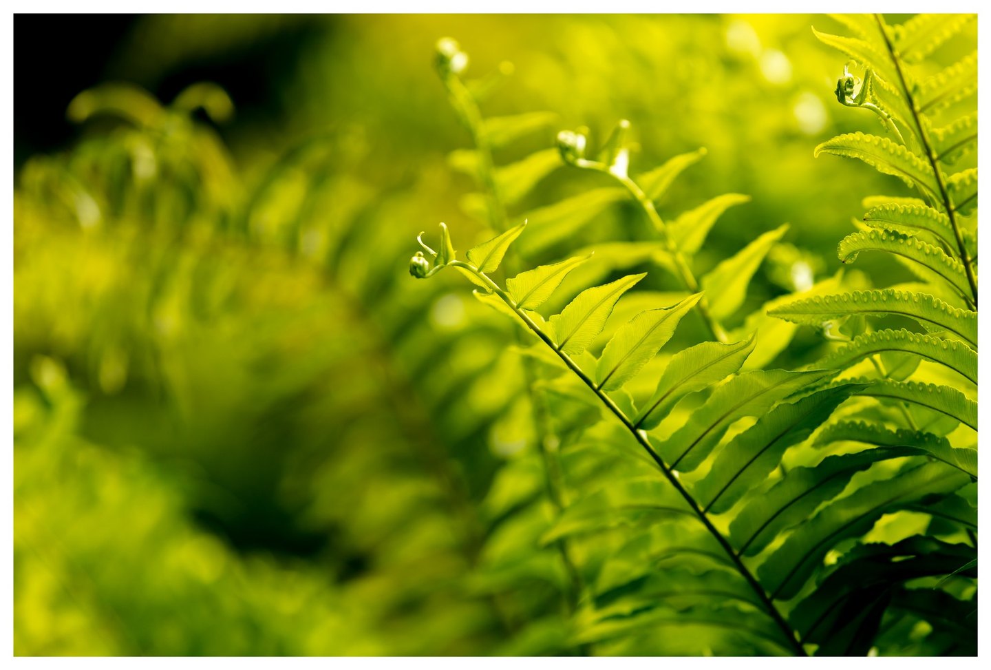 Backlit yellow-green fern fronds with curled tips extend diagonally across a softly blurred background of foliage and deep shadow.