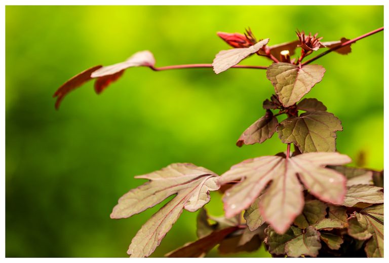 Bronze-green leaves with red veins, slender crimson stems, and a closed red flower bud stand against a softly blurred lime-green background.