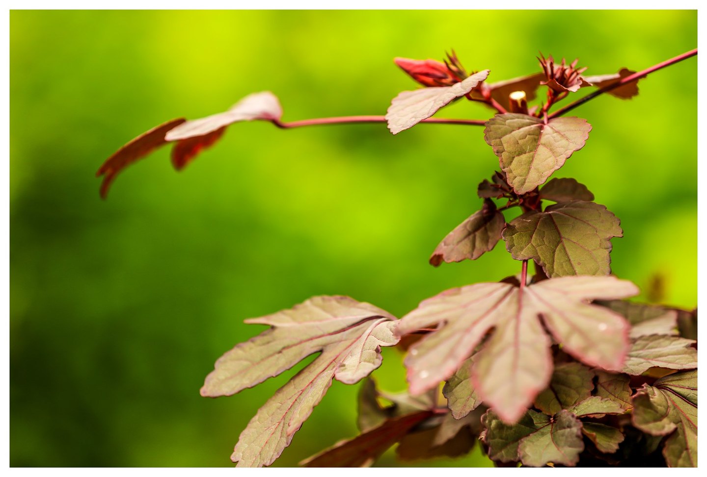 Bronze-green leaves with red veins, slender crimson stems, and a closed red flower bud stand against a softly blurred lime-green background.