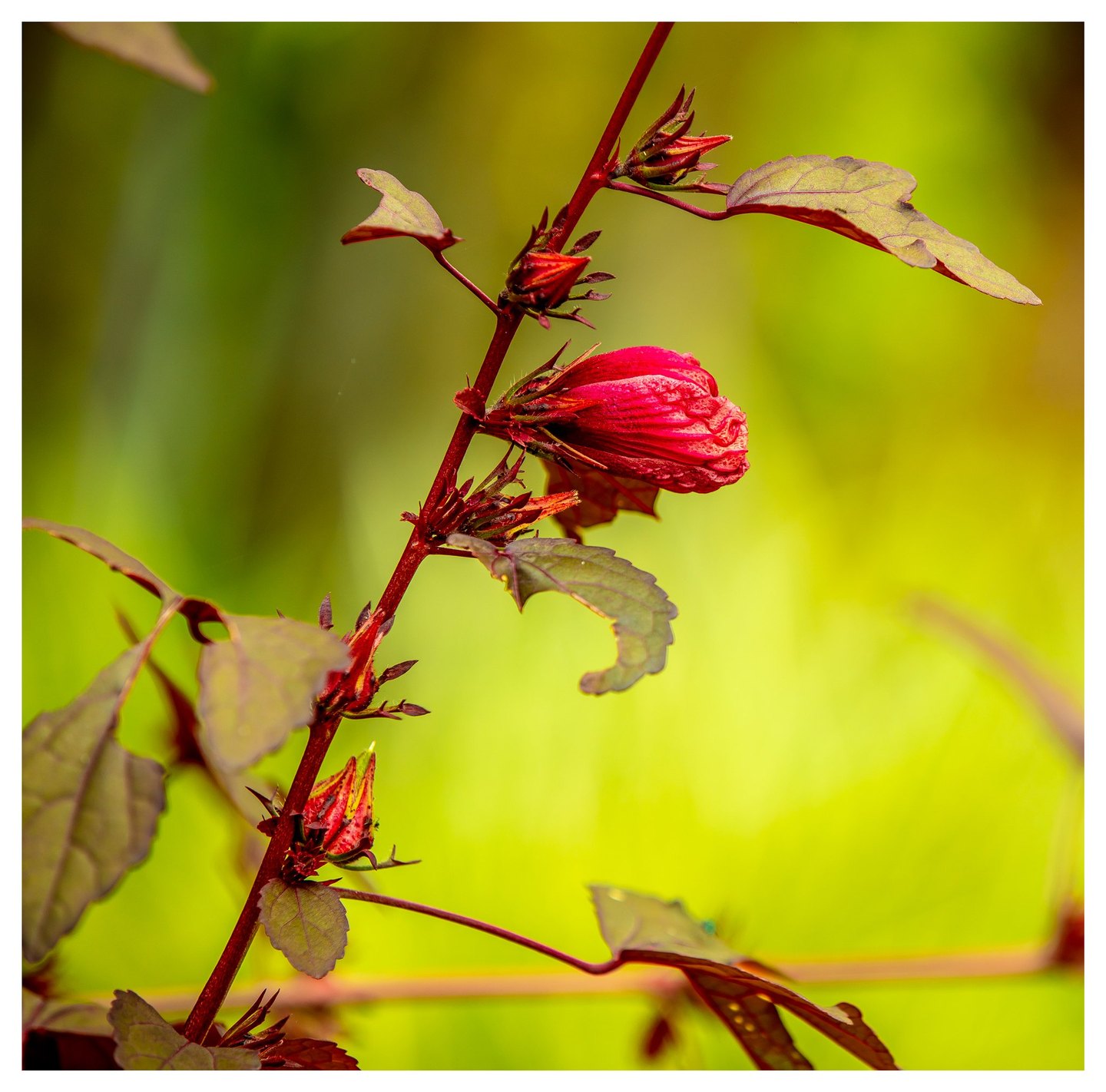 A folded red flower and smaller buds grow along a diagonal burgundy stem with green, red-veined leaves against a blurred yellow-green background.