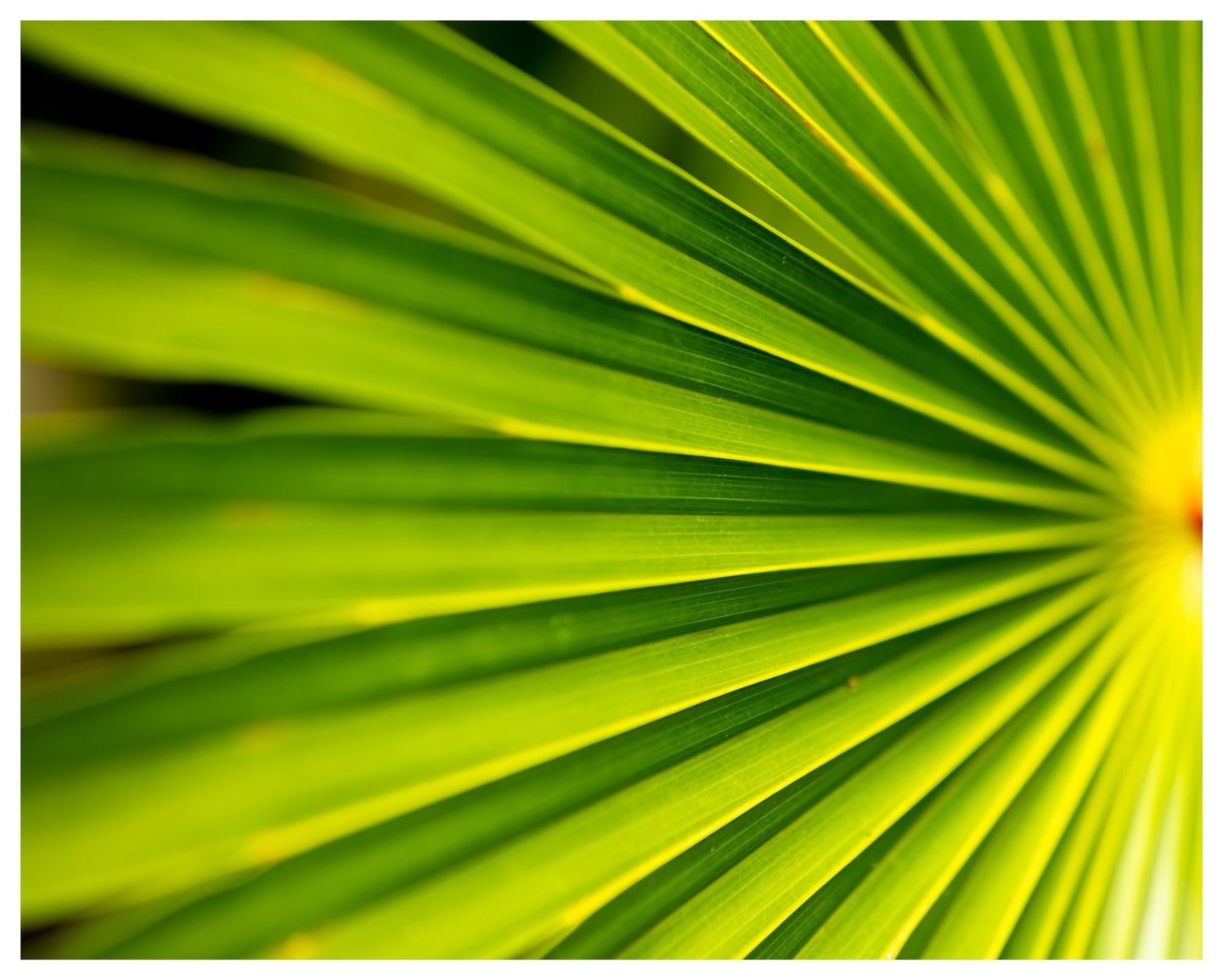 Close-up of a bright green fan palm leaf with yellow-lit ribs radiating from the right edge and deep shadows between its folds.