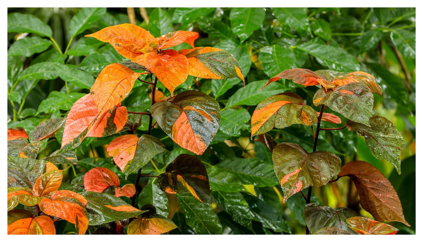 Orange, coral, and dark green variegated leaves glisten with water droplets against dense green foliage.