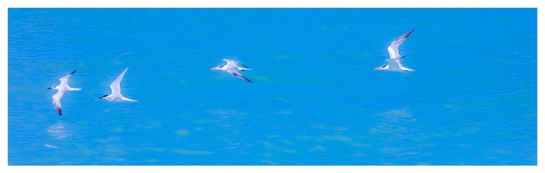 Four white seabirds with dark markings fly leftward over rippling turquoise water in a wide panoramic photograph.