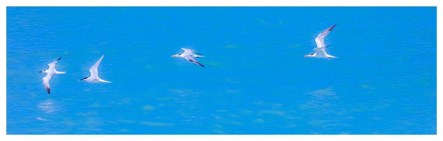Four white seabirds with dark markings fly leftward over rippling turquoise water in a wide panoramic photograph.