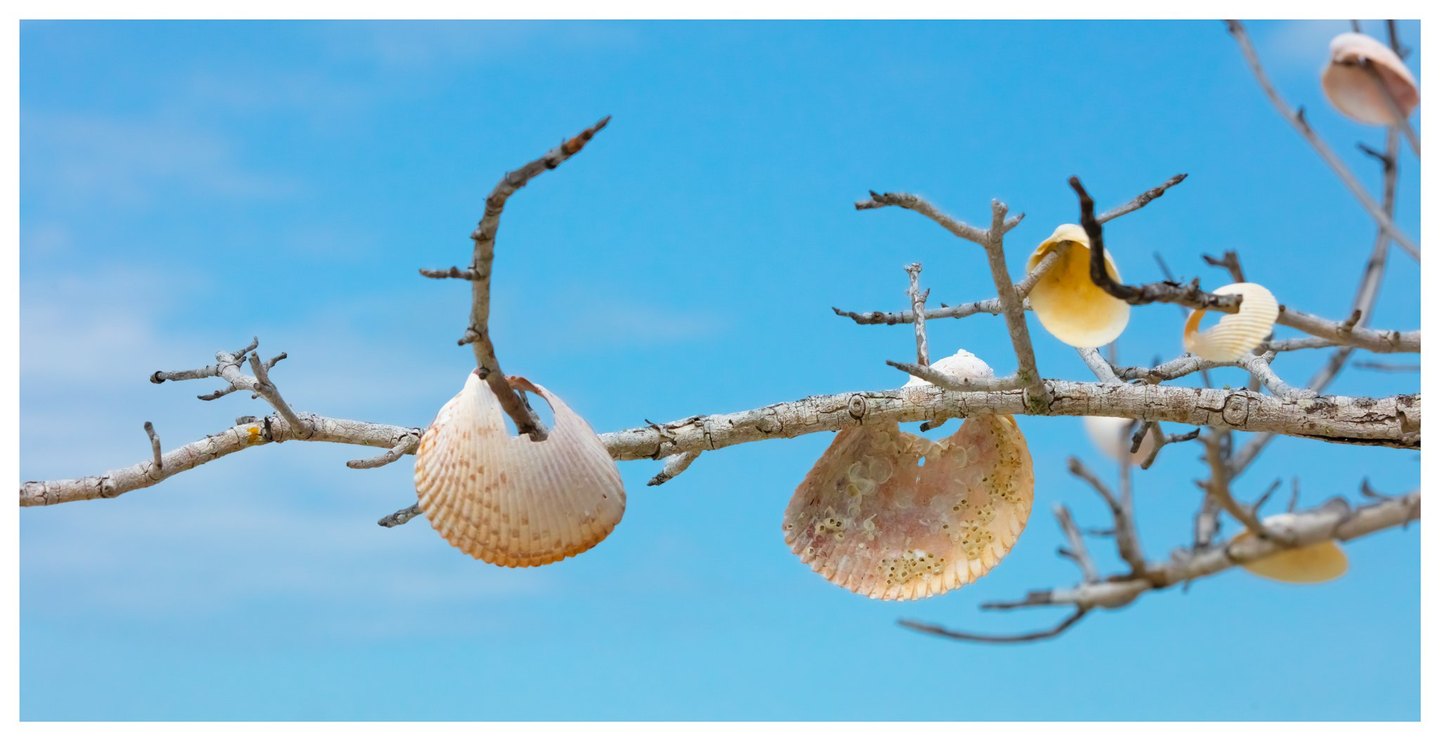 Cream and pale pink seashells hang from bare, weathered branches against a bright blue sky.