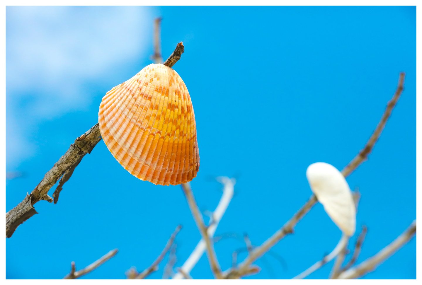 An orange ridged seashell rests on a bare branch against a vivid blue sky, with a white shell and more branches blurred behind it.