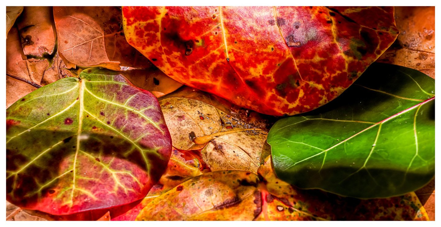 Close-up of overlapping fallen leaves in vivid red, orange, green, and brown, with branching veins and patches of shadow.