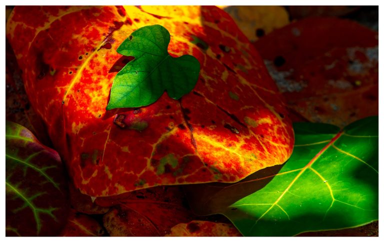 A small lobed green leaf rests on overlapping red and yellow leaves, with sunlight revealing their veins and a larger green leaf at lower right.