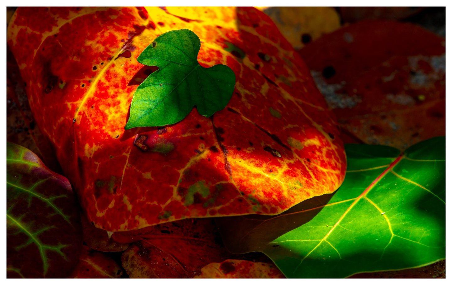 A small lobed green leaf rests on overlapping red and yellow leaves, with sunlight revealing their veins and a larger green leaf at lower right.