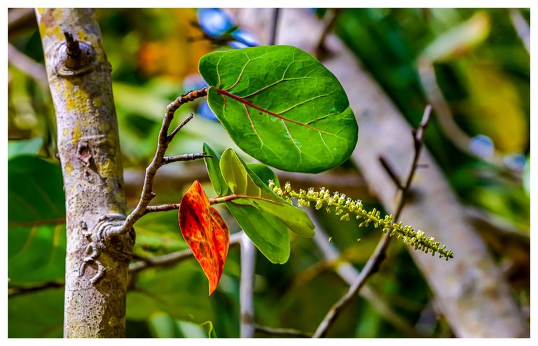 A bright green leaf with red veins rises above an orange-red leaf and a slender flower spike beside a mottled tree trunk.
