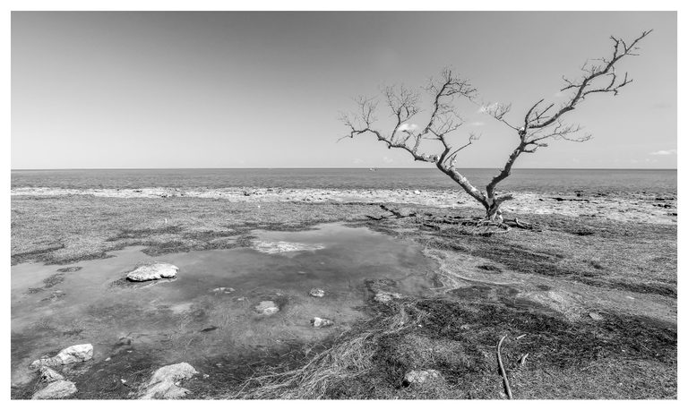 Black-and-white photograph of a lone leafless tree on a rocky, seaweed-covered shore, with a shallow foreground pool and a calm sea beyond.
