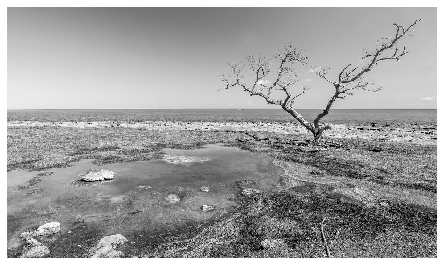 Black-and-white photograph of a lone leafless tree on a rocky, seaweed-covered shore, with a shallow foreground pool and a calm sea beyond.