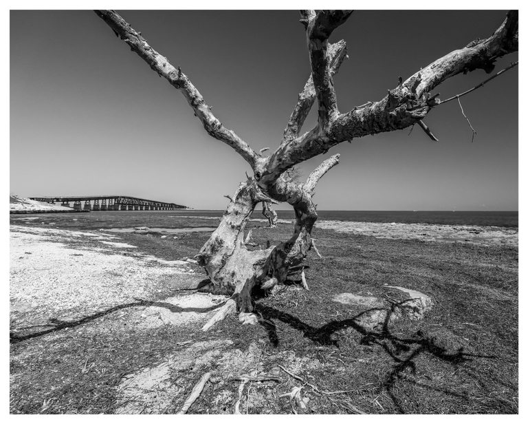 Black-and-white photograph of a weathered, leafless tree casting branching shadows across a rocky shoreline, with the sea and a long bridge behind it.