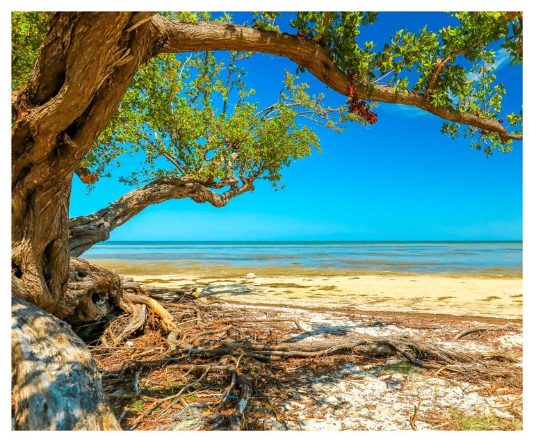 A large coastal tree with exposed roots and arching leafy branches frames a sandy beach, shallow turquoise water, and a vivid blue sky.