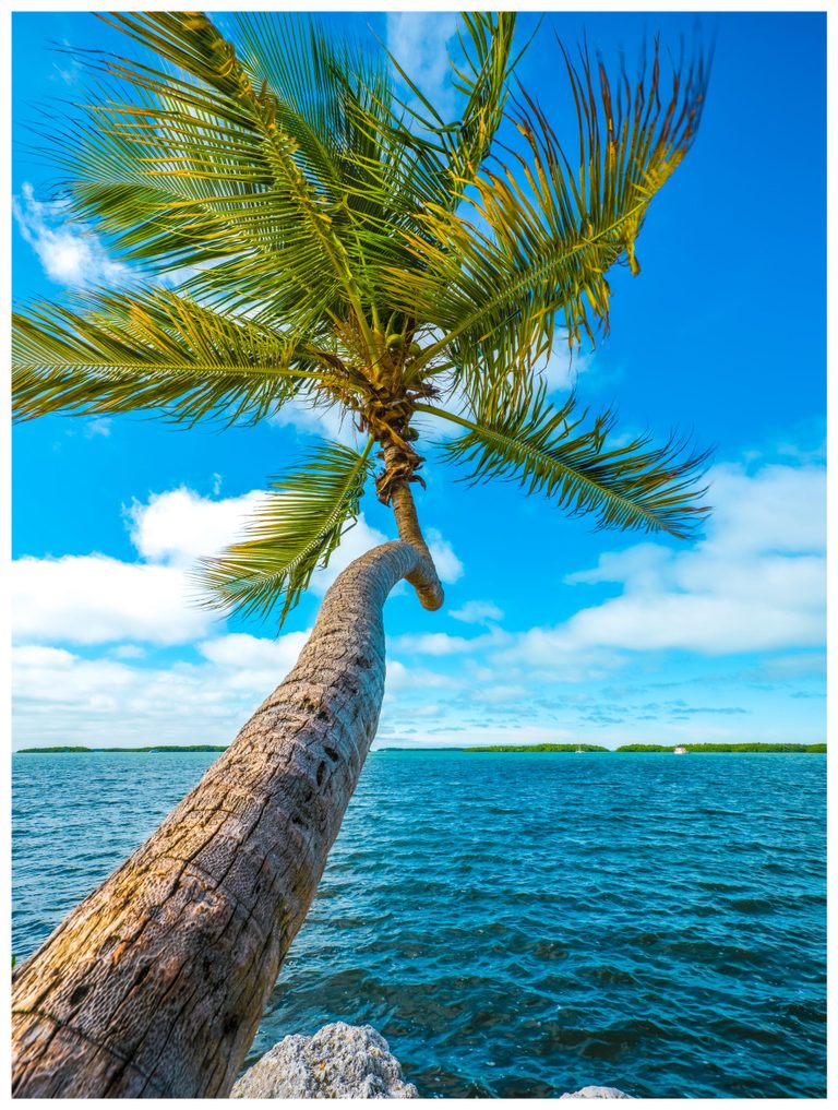 A curved palm trunk rises from a rocky shoreline over turquoise water, with green fronds spreading against a blue sky above distant low islands and small boats.