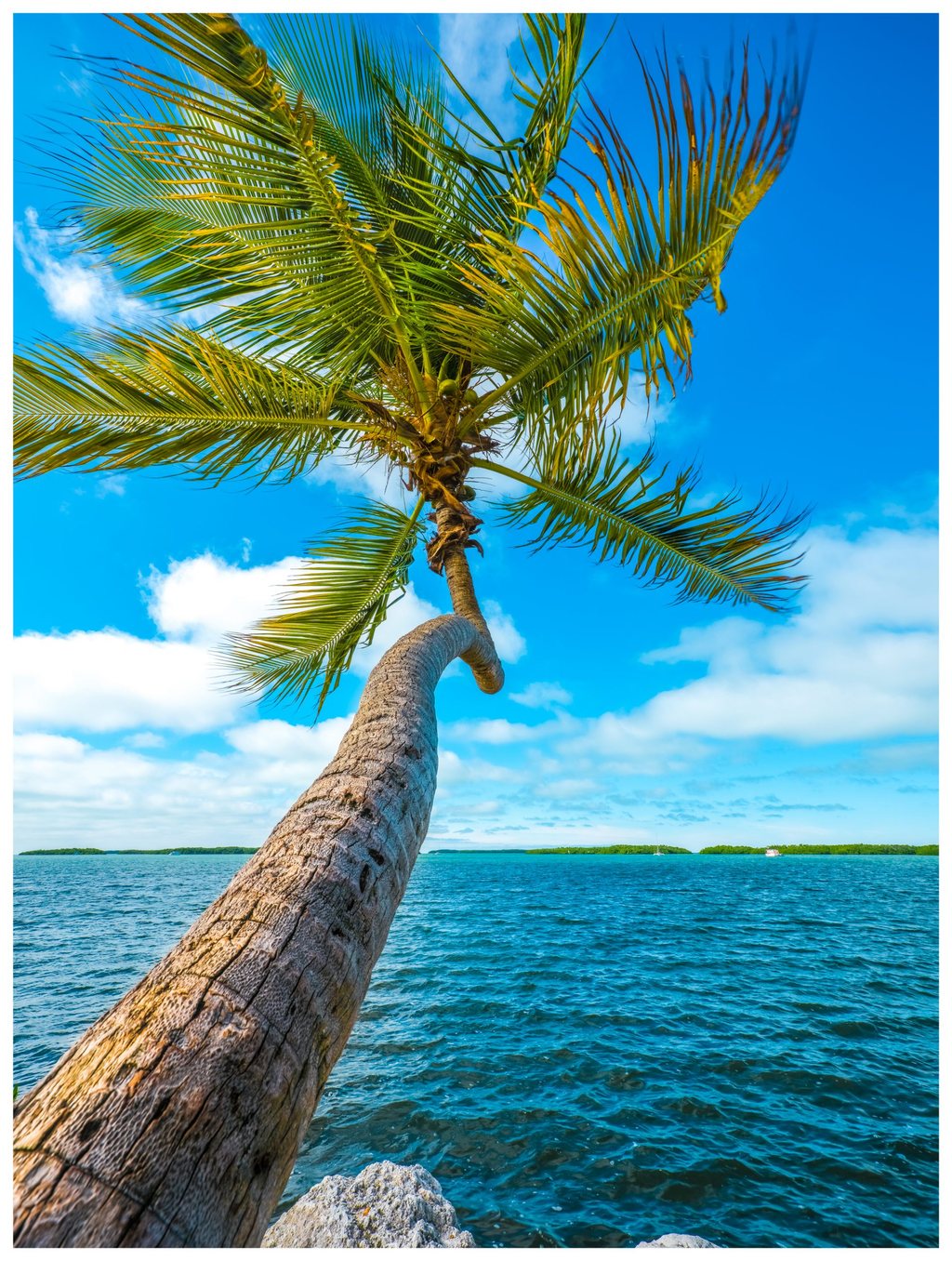 A curved palm trunk rises from a rocky shoreline over turquoise water, with green fronds spreading against a blue sky above distant low islands and small boats.