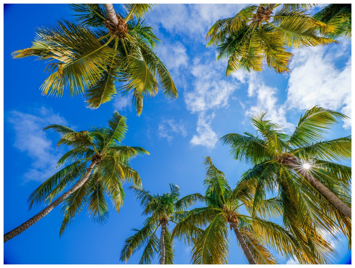 An upward view of tall palm trees framing a bright blue sky with scattered white clouds and sunlight shining through the fronds on the right.