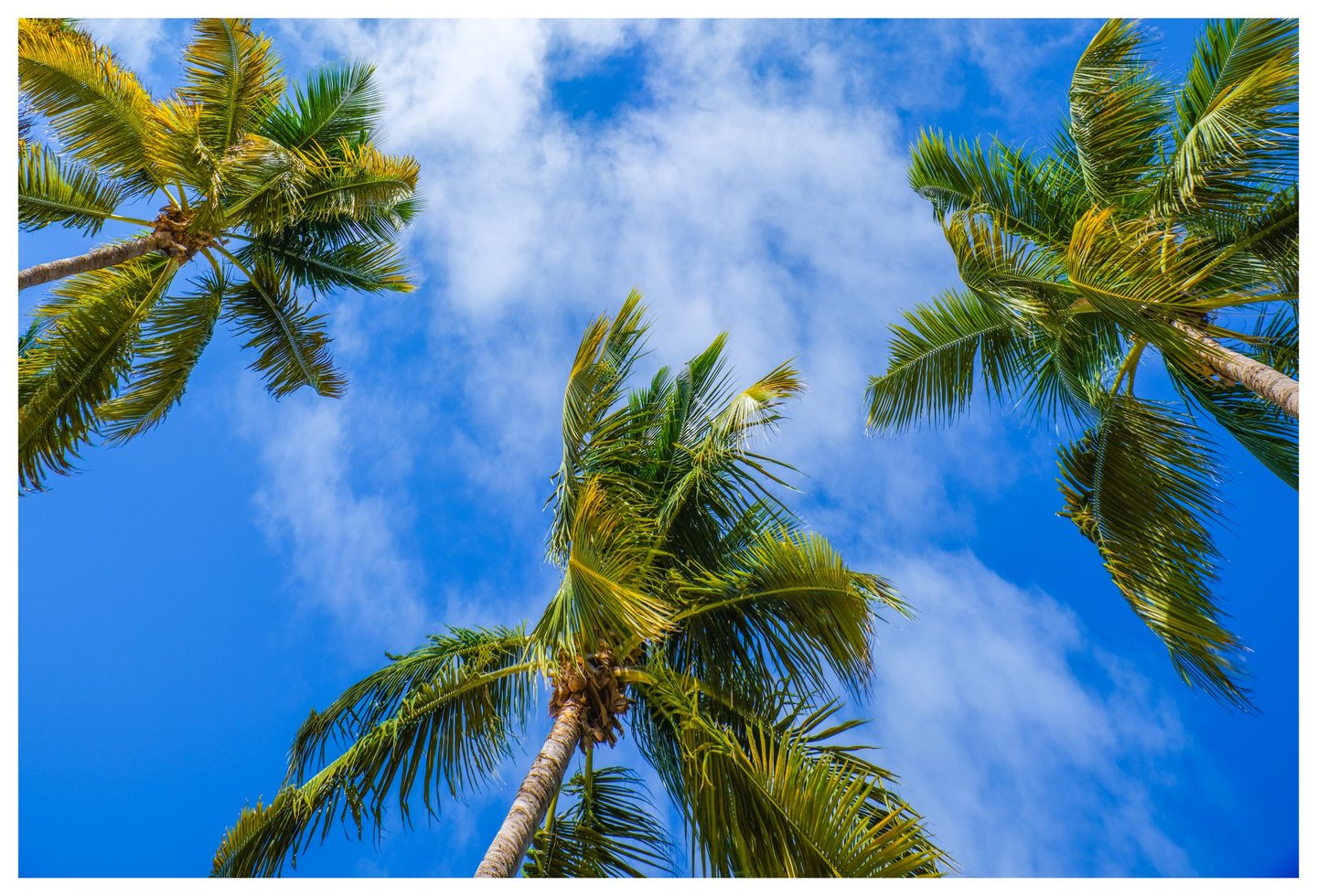 An upward view of tall palm trees with green and golden fronds framing a vivid blue sky streaked with white clouds.