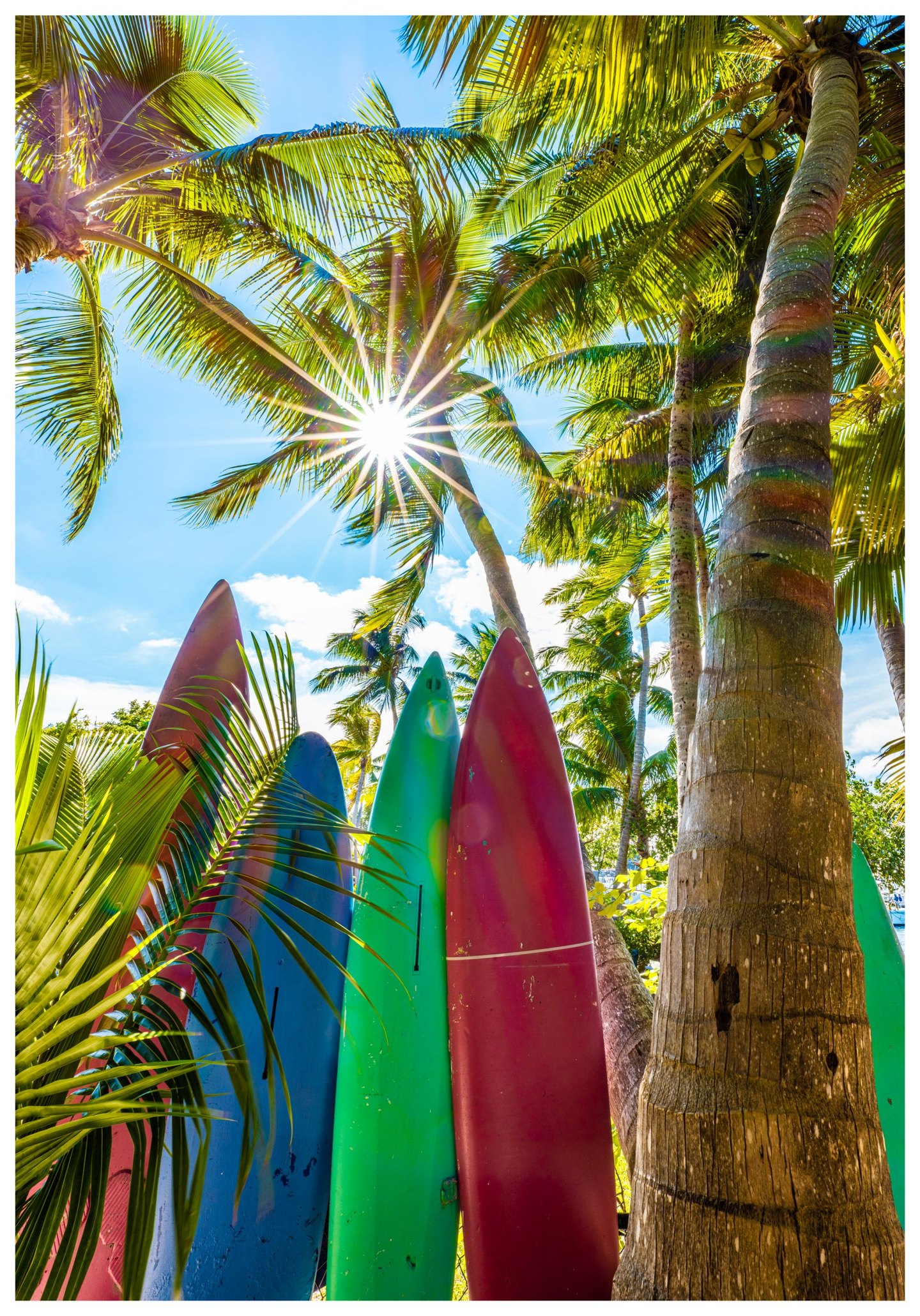 Colorful weathered boards stand upright among coconut palms, with sunlight forming a starburst through green fronds against a blue sky.