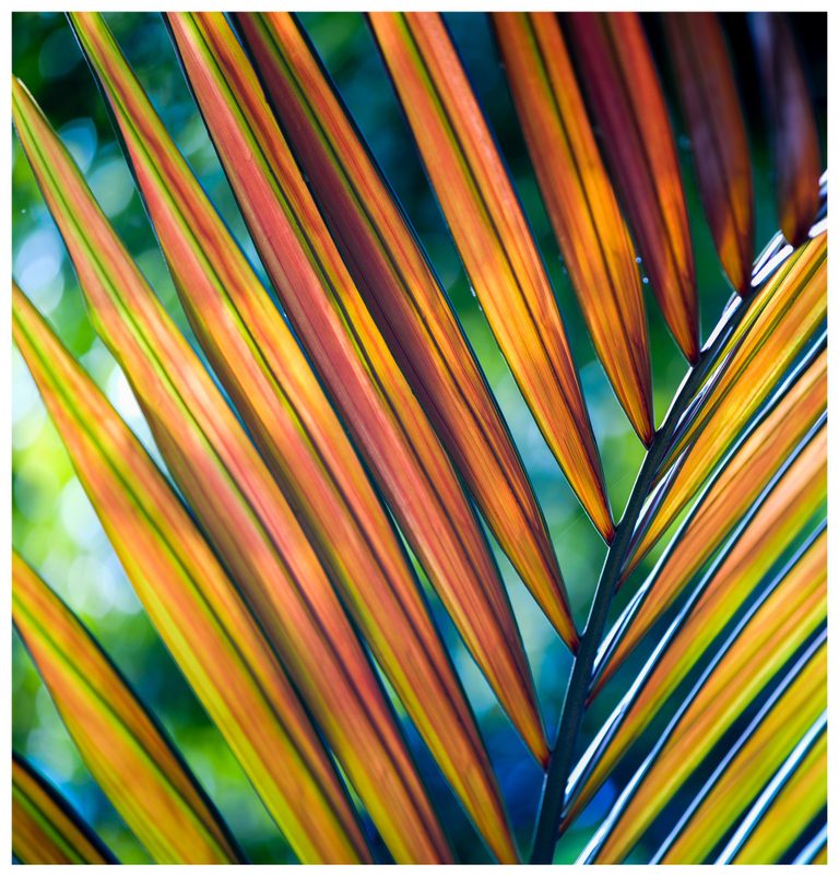 Close-up of a backlit palm frond with long orange, gold, and reddish leaflets edged in green against a blurred blue-green background.
