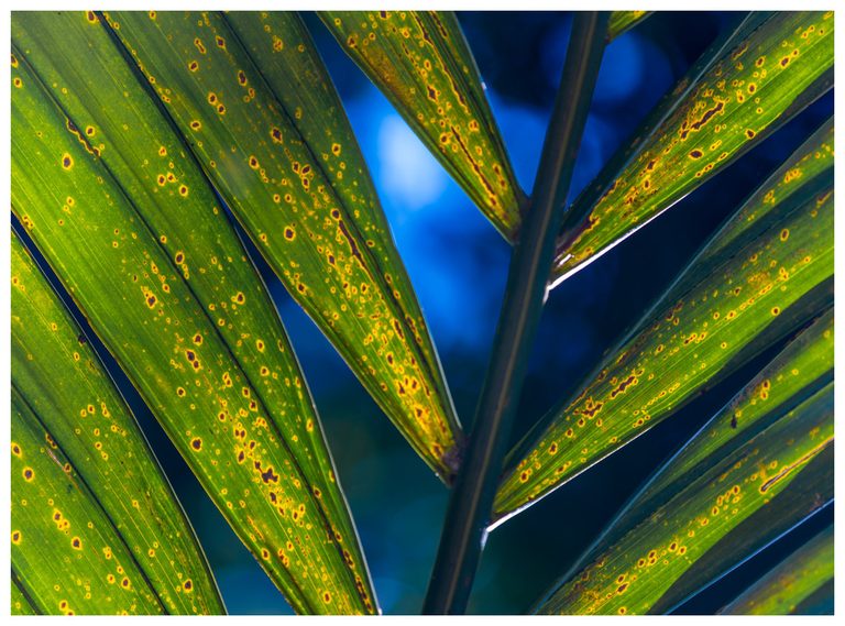 Close-up of backlit green palm leaflets with yellow-ringed brown spots, arranged diagonally around a dark central stem against a blurred blue background.
