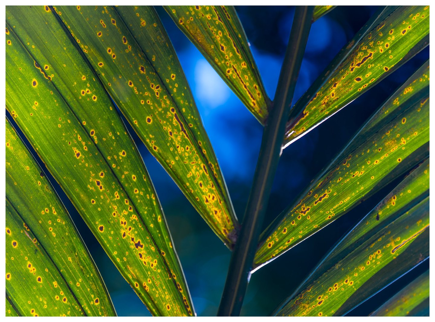 Close-up of backlit green palm leaflets with yellow-ringed brown spots, arranged diagonally around a dark central stem against a blurred blue background.