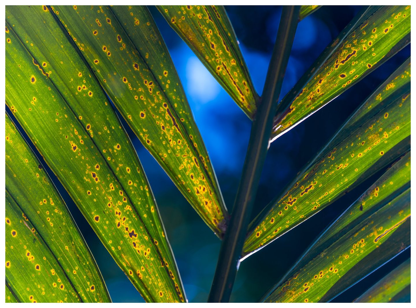 Close-up of backlit green palm leaflets with yellow-ringed brown spots, arranged diagonally around a dark central stem against a blurred blue background.
