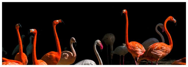 Vivid orange flamingos stand among pale pink and white birds, their long curved necks illuminated against a nearly black background.