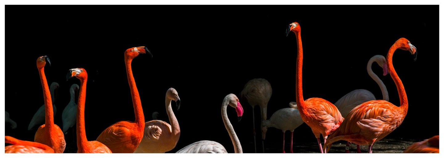 Vivid orange flamingos stand among pale pink and white birds, their long curved necks illuminated against a nearly black background.