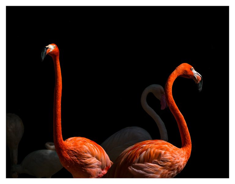 Two vivid orange flamingos face opposite directions against a nearly black background, with paler flamingos visible in shadow behind them.