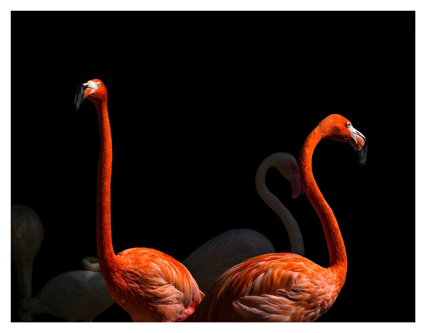 Two vivid orange flamingos face opposite directions against a nearly black background, with paler flamingos visible in shadow behind them.