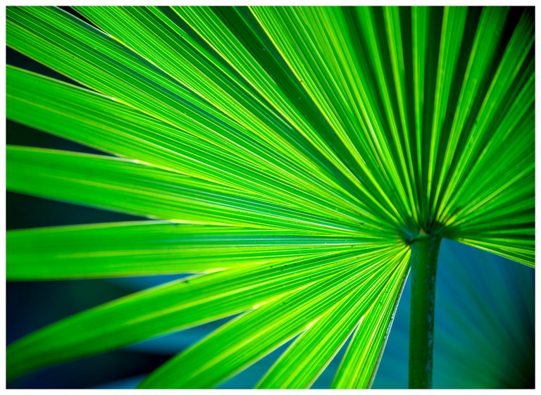 Close-up of a backlit green fan palm leaf with fine parallel veins radiating from a stem at the lower right against a dark blue-green background.