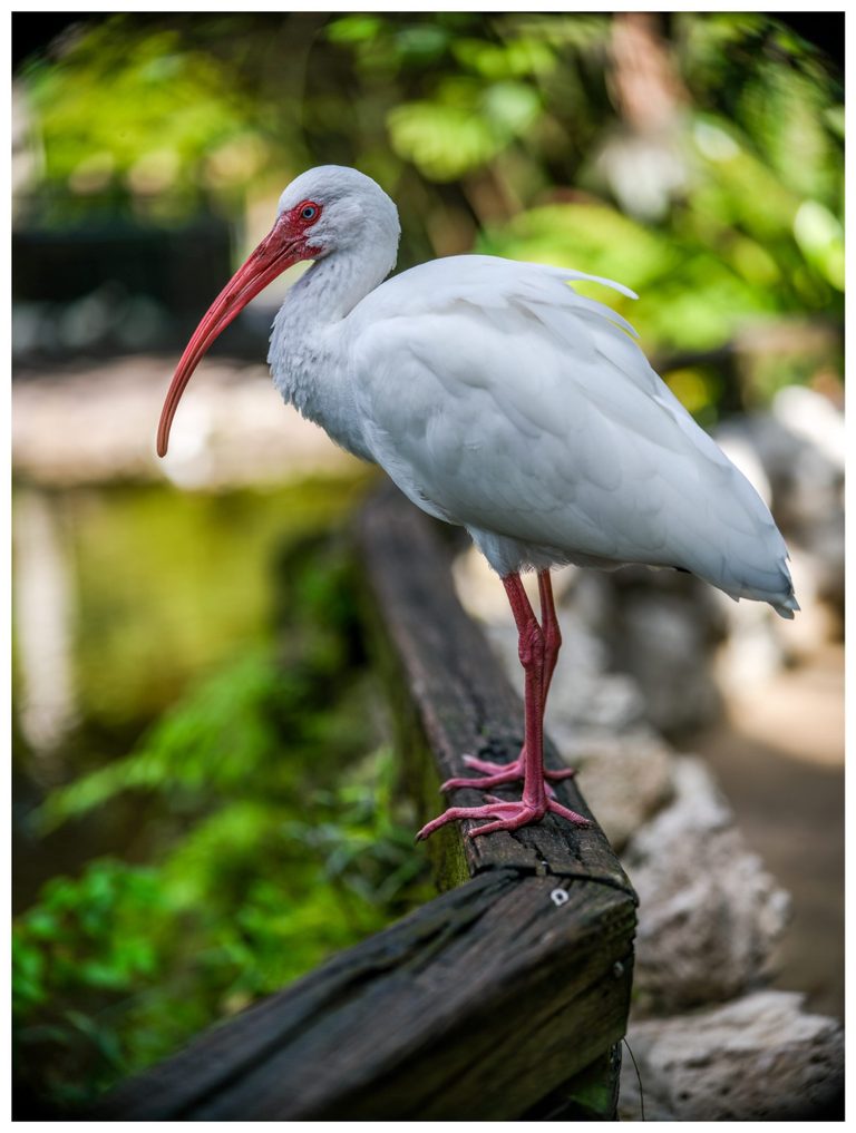 A white ibis with a long curved red bill, pale blue eye, and pink legs stands on a weathered wooden railing against blurred green foliage.