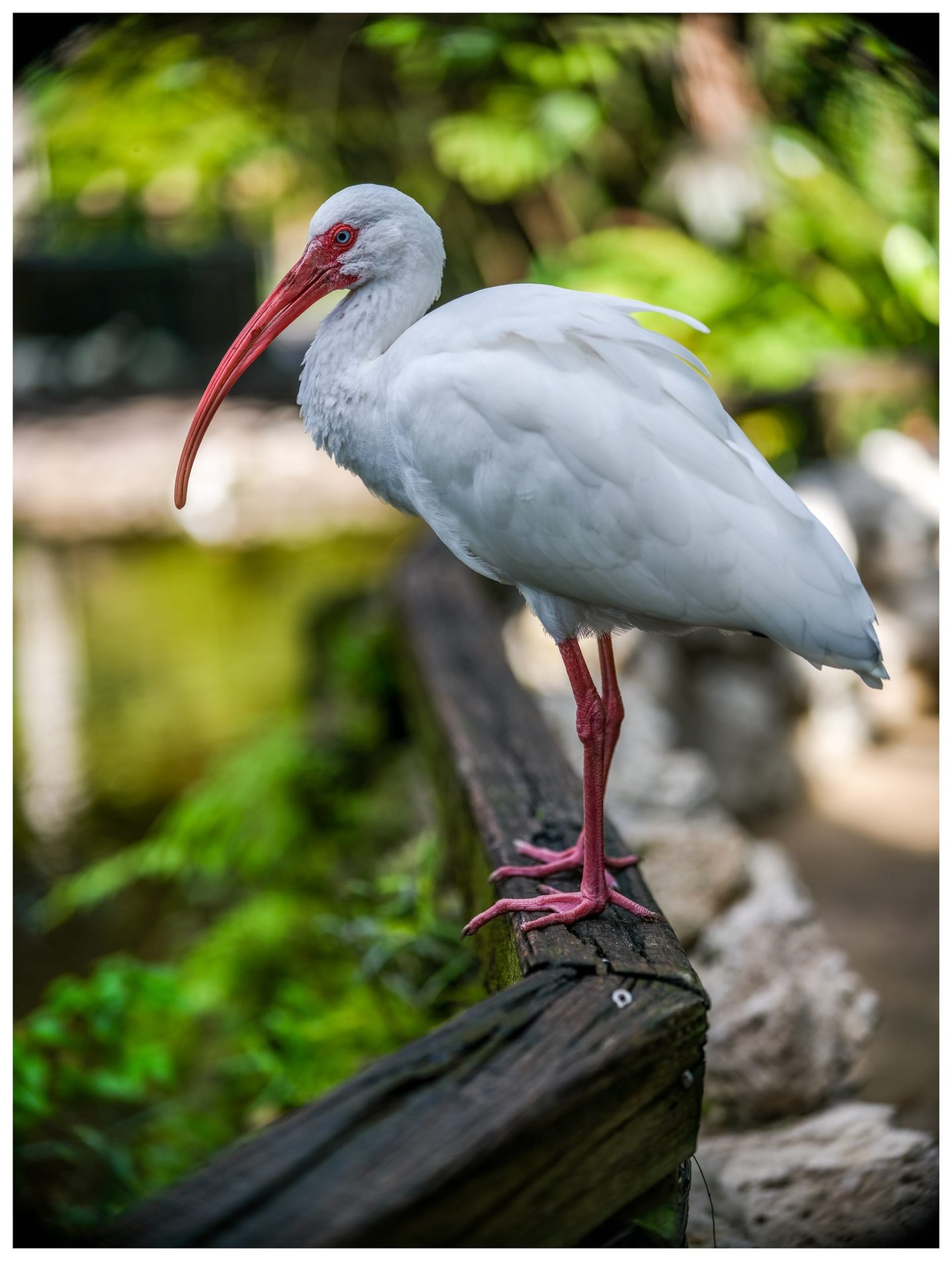 A white ibis with a long curved red bill, pale blue eye, and pink legs stands on a weathered wooden railing against blurred green foliage.