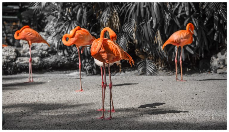 Orange flamingos stand on gray sandy ground before dark palm foliage, with the nearest bird bending its neck to preen its feathers.