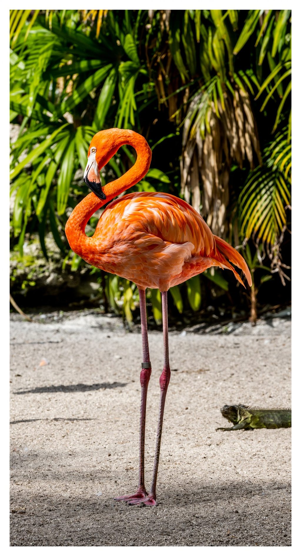 An orange flamingo stands on long pink legs with its neck curved against green palm foliage, while an iguana rests on the sandy ground at right.