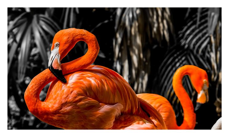 A vivid orange flamingo curves its neck over its feathered back, with a second flamingo softly blurred against dark palm foliage.